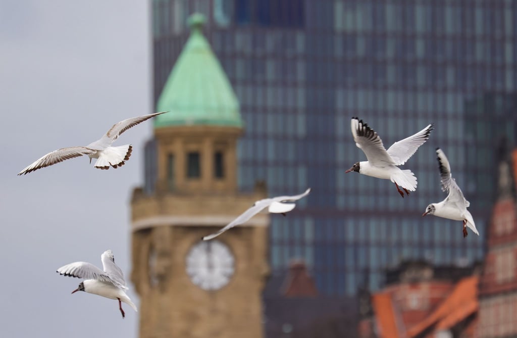 Möwen fliegen über die Landungsbrücken in Hamburg.