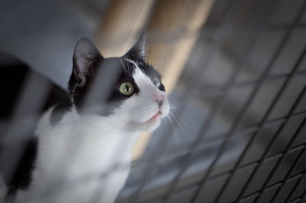 Der Tierschutzverein in Dessau-Roßlau hat Mittel aus dem Corona-Hilfsprogramm für Tierheime erhalten.