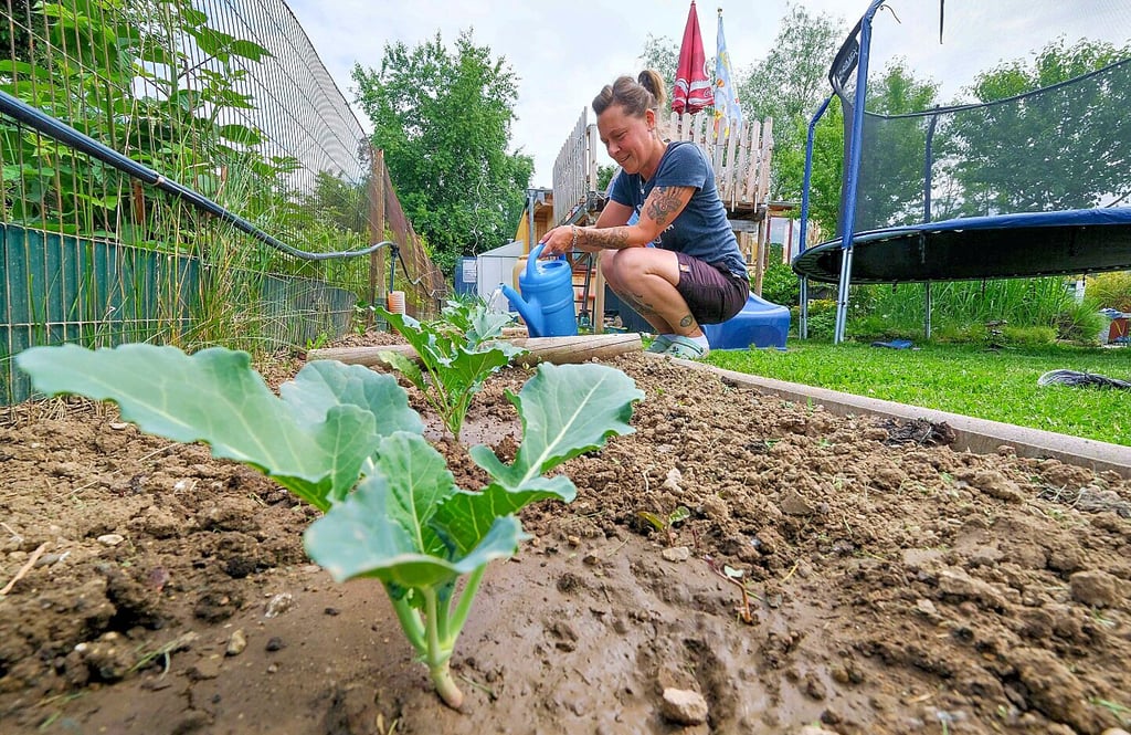 Kohlrabis sind das Besondere in der Anlage: Doreen Nitschke züchtete auch mehrere der Sorte „Gigant“. Wer hat zum Ende der Saison den größten?