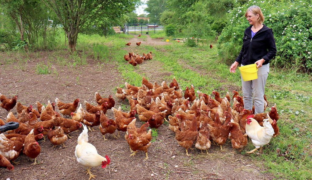 Am Rande von Dedeleben leben glückliche Hühner. Auf den gelben Eimer sind die Tiere total fixiert, denn dieser enthält leckeres Biofutter, das Kornelia Matthies langsam verteilt.