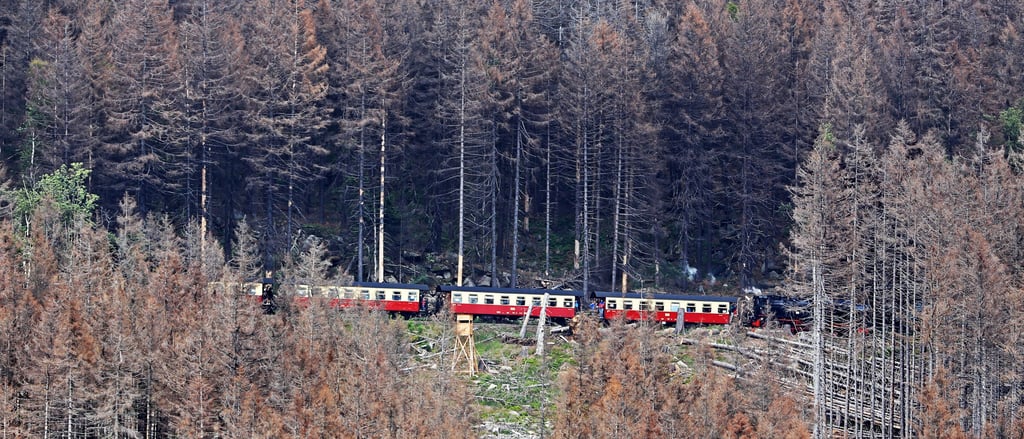 Ein Zug der Harzer Schmalspurbahnen (HSB) fährt oberhalb von Schierke durch den toten Fichtenwald des Harzes. Flächendeckend sind bereits die Bäume abgestorben, die Stürme und die Trockenheit erledigen den Rest. Vor allem um das fehlende Löschwasser machen sich die Feuerwehren im Bereich des Oberharzes zunehmend Sorgen.