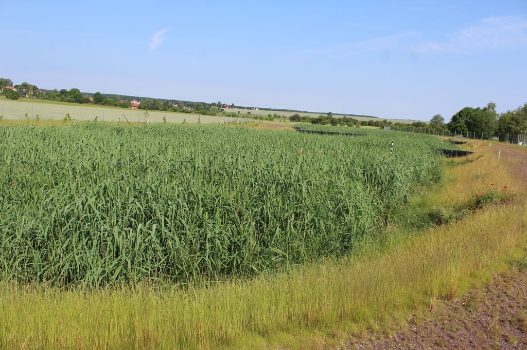 Nach mehr als einer ganzen Vegetationsperiode haben sich die Schilfpflanzen in der Vererdungsanlage meterhoch ausgebreitet. Einige Löcher im Schilfteppich schließen sich wahrscheinlich noch von selbst. Die Anlage ist praktisch wartungsfrei.