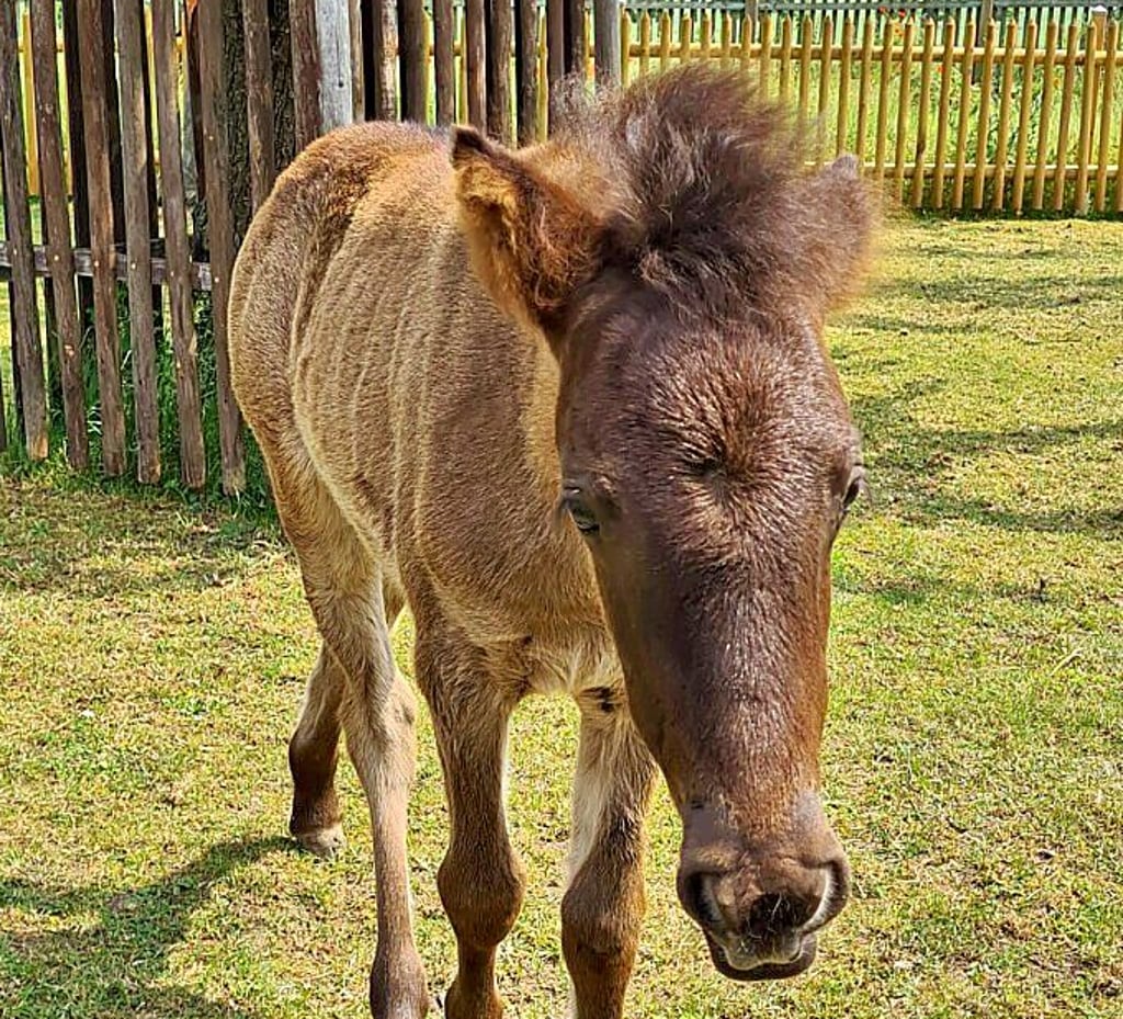 Für dieses Fohlen wird ein Name gesucht.