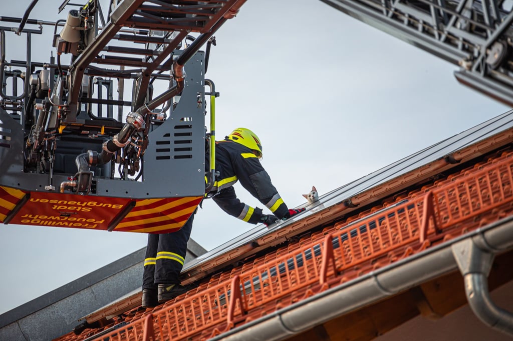 Ein Feuerwehrmann rettet einen Kater von einem Solardach.