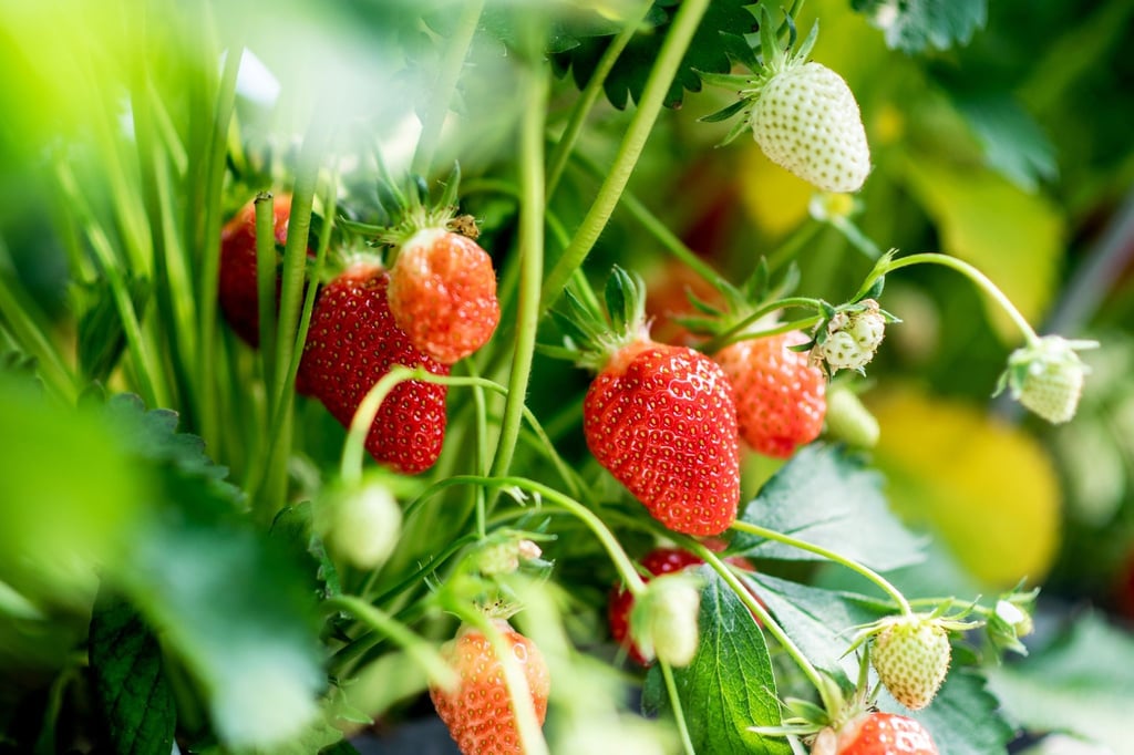 Erdbeeren wachsen.