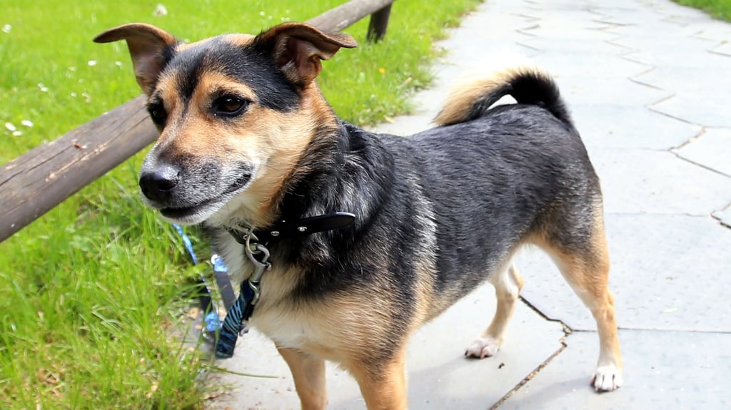Ein Mann ließ seinen Hund im Elbepark im Landkreis Börde in seinem Auto zurück - trotz hoher Temperaturen.