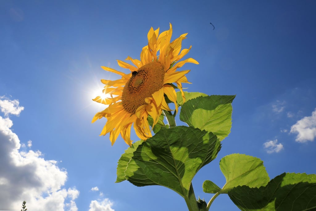 Sonnenblumen blühen auf einem Feld.