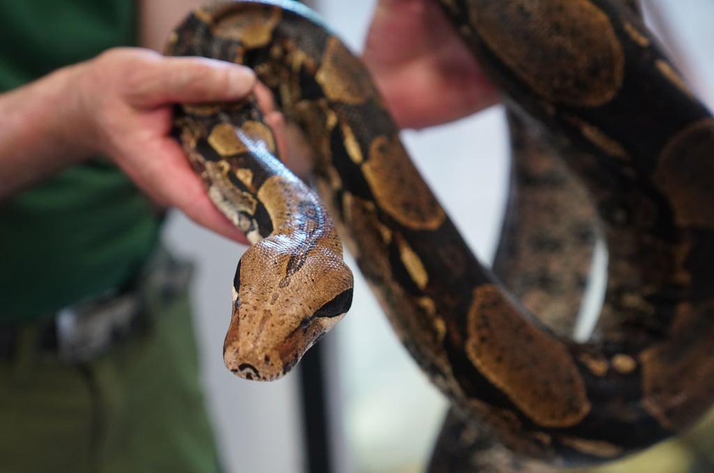 Ein Tierpfleger hält eine Boa constrictor auf dem Arm.