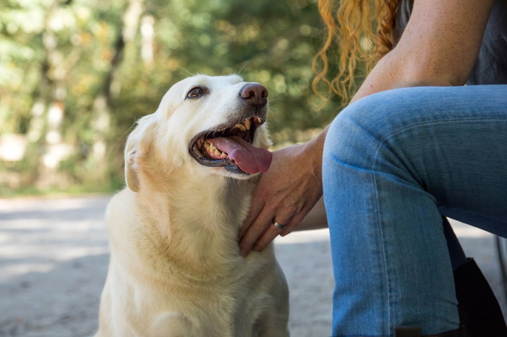 Nicht immer sind Hunde ruhig und friedlich. Richtet das Tier einen Schaden an, haftet der Halter.