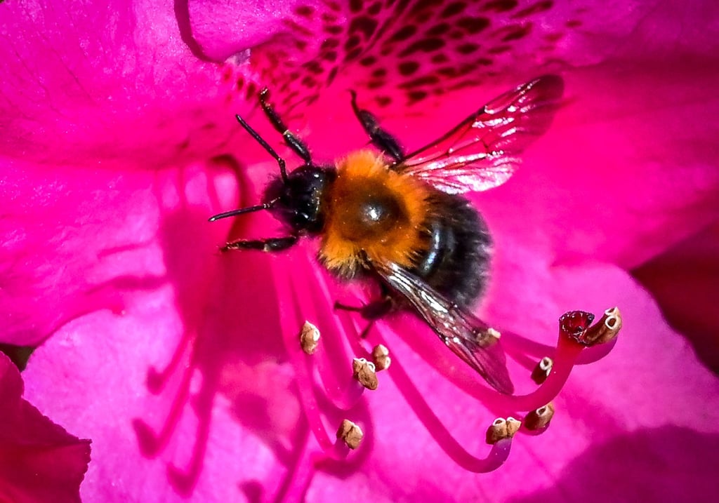 Bienen und andere Insekten nehmen die Pollen auf und bestäuben damit andere Pflanzen.
