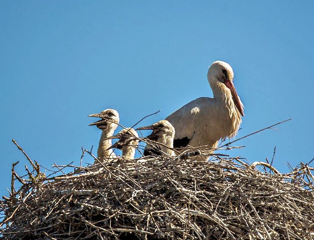 Storchenkinder im Nest in Wulferstedt.