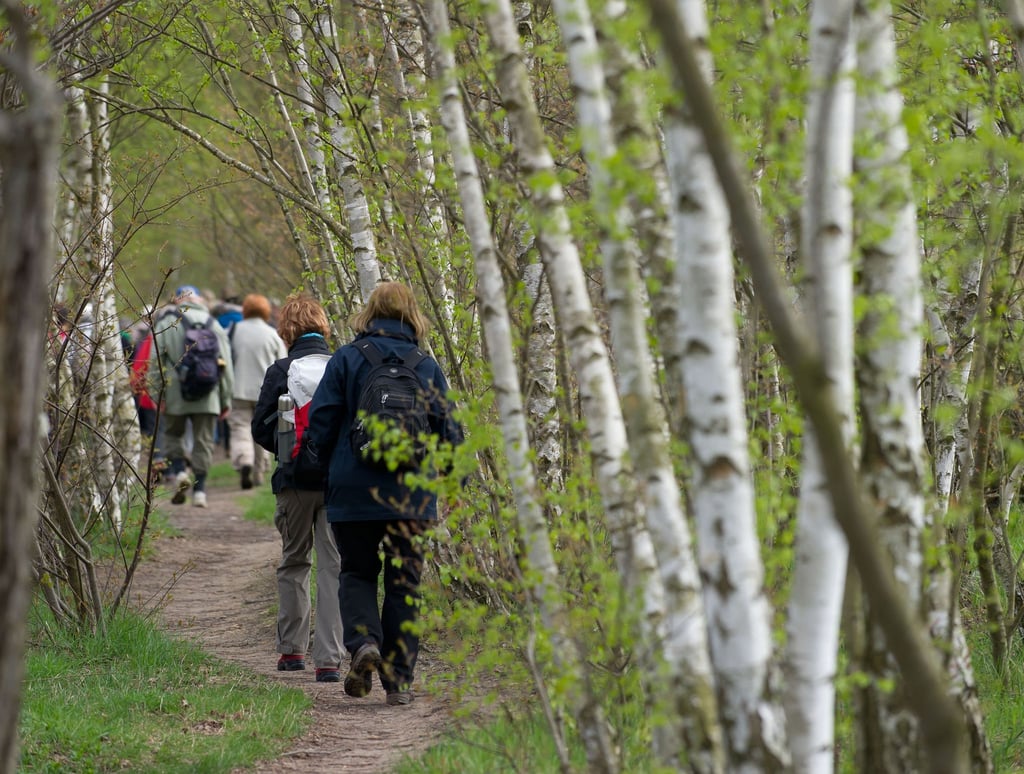 Eine Gruppe Wanderer läuft durch einen kleinen Birkenwald.