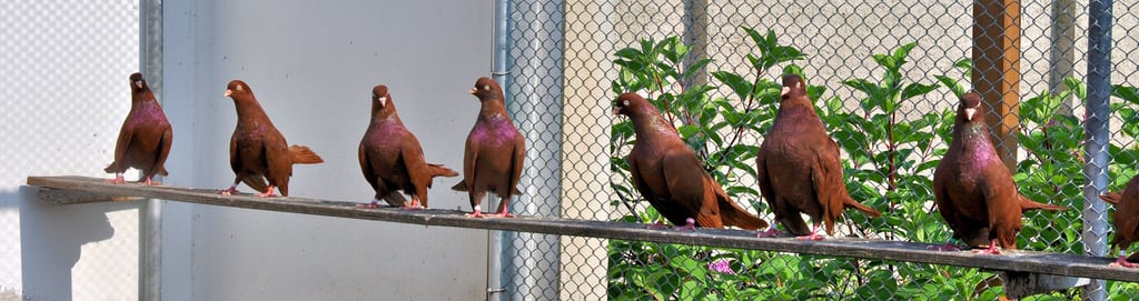Die Orientalischen Roller sind das Spezialgebiet von Holger Zwernemann und seine Tiere vielfach preisgekrönt. In diesem Jahr hat er 21 Brutpaare.