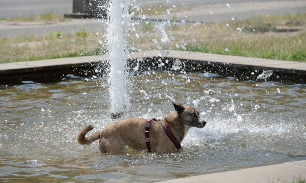 Ein Hund erfrischt sich in einem Springbrunnen. Nach der Hitze der vergangenen Tage soll es nun etwas kühler werden.