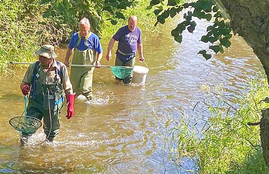 Gemeinsam setzten Otfried Wüstemann, Ulrich Eichler und Eckhard Schlüter (von links) hunderte Fische in der Holtemme in Derenburg um.