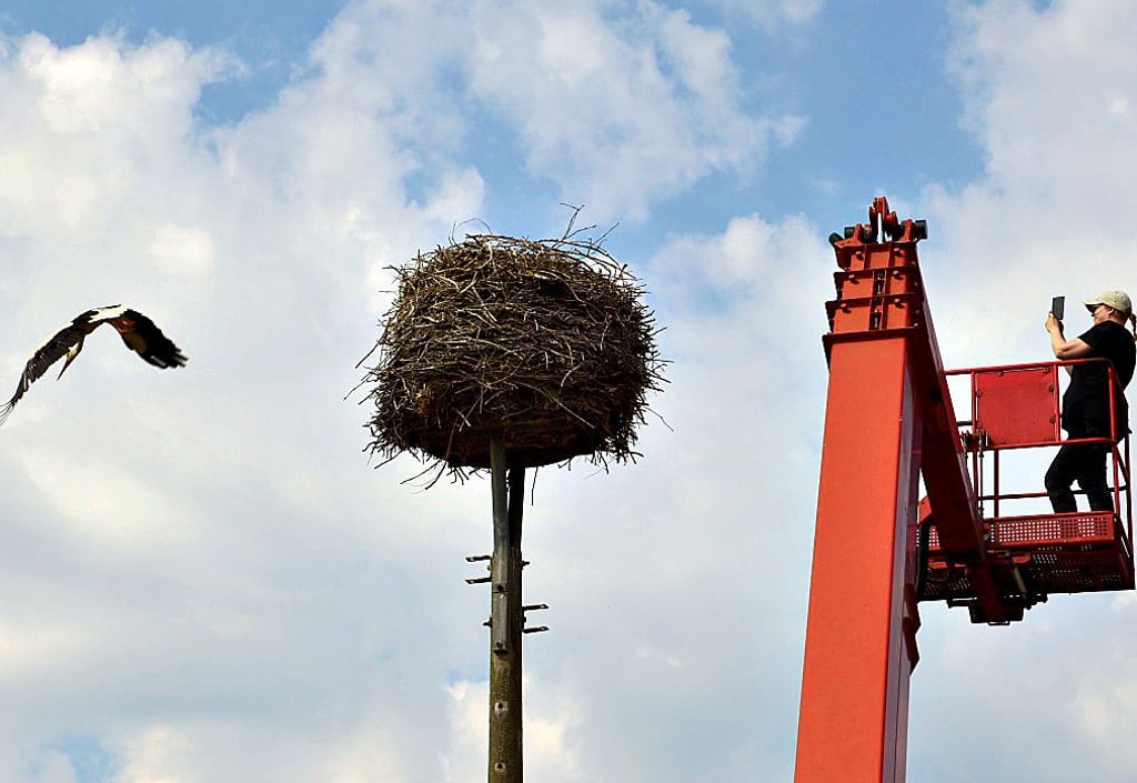 Ganz schnell noch ein Bild vom Altstorch in Vahrholz gemacht, der sich beim Anblick des Bühnenkorbes aus dem Staub machte.