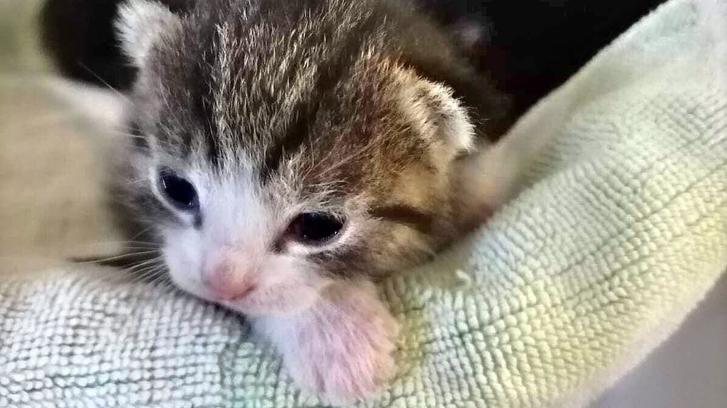 So niedlich. Das Foto zeigt die von Holger Schulz ?adoptierte? Katzenmutter mit einem ihrer etwas über vier Wochen alten Kätzchen.