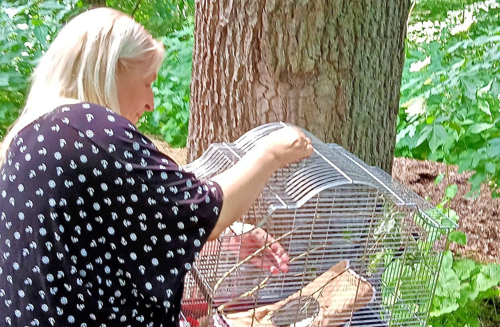 Marion Spieß hält den Käfig mit Eichhörnchen Little Lucky an den Baum, damit das Tier am Stamm hochklettern kann.