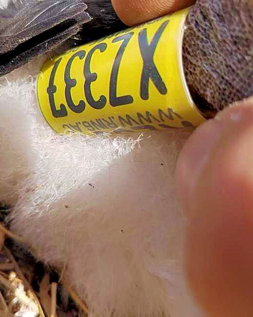 2021 kamen neue Ringe für den Weißstorch zum Einsatz.