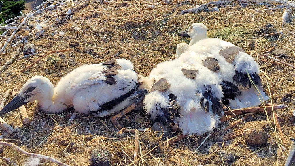 Ein kleiner Blick in die „Wohnung" von Familie Weißstorch in Hagenau. Drei Jungstörche sitzen dort im Storchenhorst.