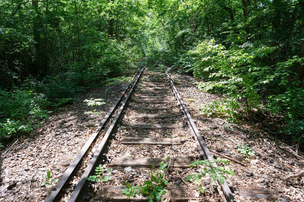 Teilweise zugewachsene Bahnschienen der Stammbahn nahe der Berlepschstraße.