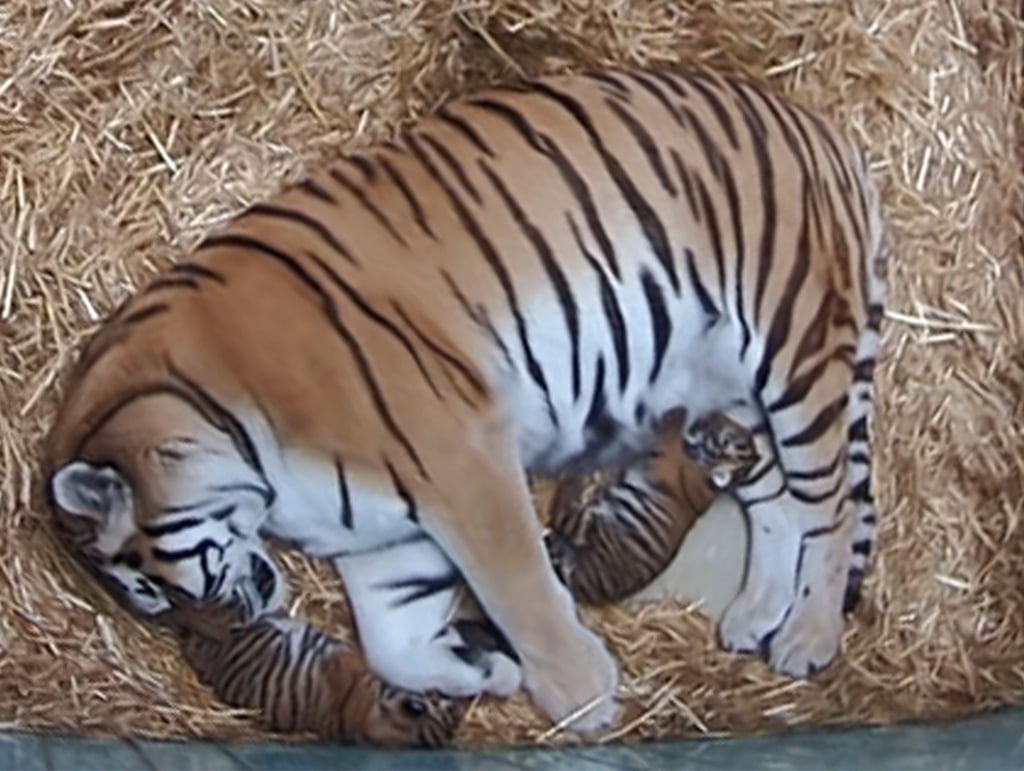 Die Tiger-Mutter Dasha liegt mit ihren zwei Welpen in der Wurfbox.