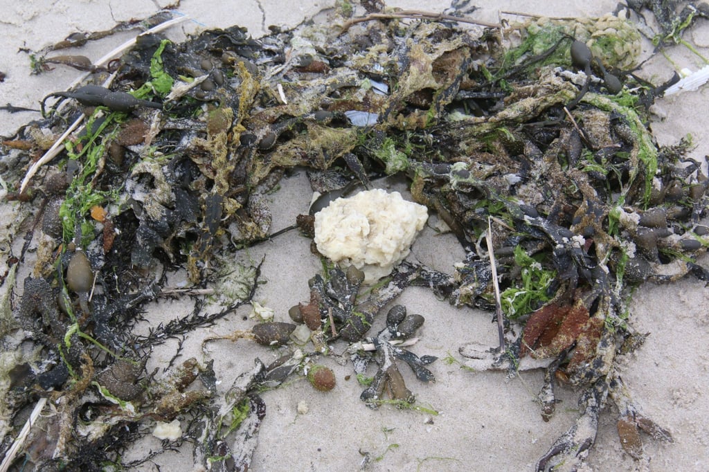 Ein weißer Klumpen am Badestrand von Wangerooge.