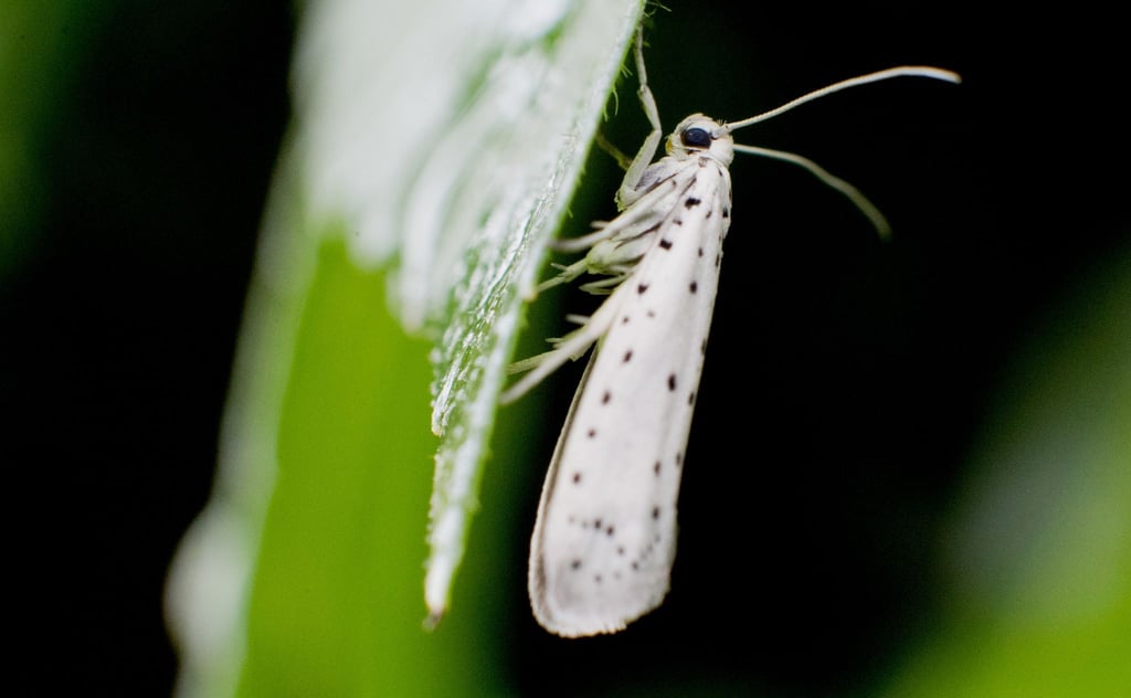 Die Apfelgespinstmotte ist ein etwa zwei Zentimeter großer Schmetterling mit weißen, schwarz-gepunkteten Vorderflügeln.