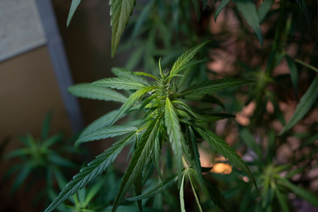 Cannabispflanzen (Symbolbild)