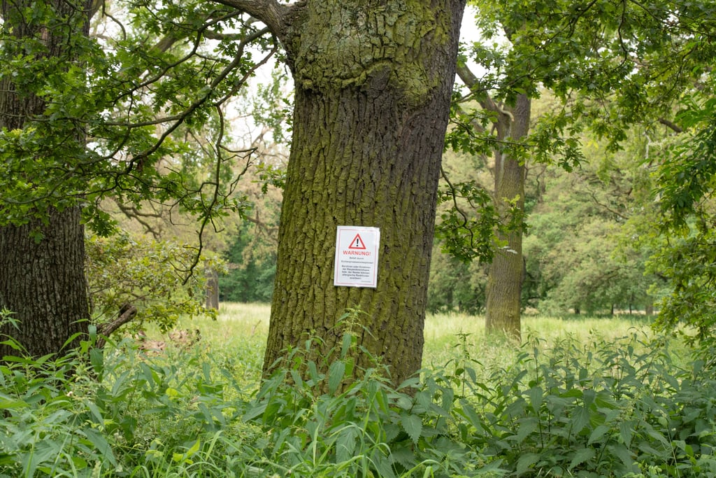 Warnung vor dem Eichenprozessionsspinner.