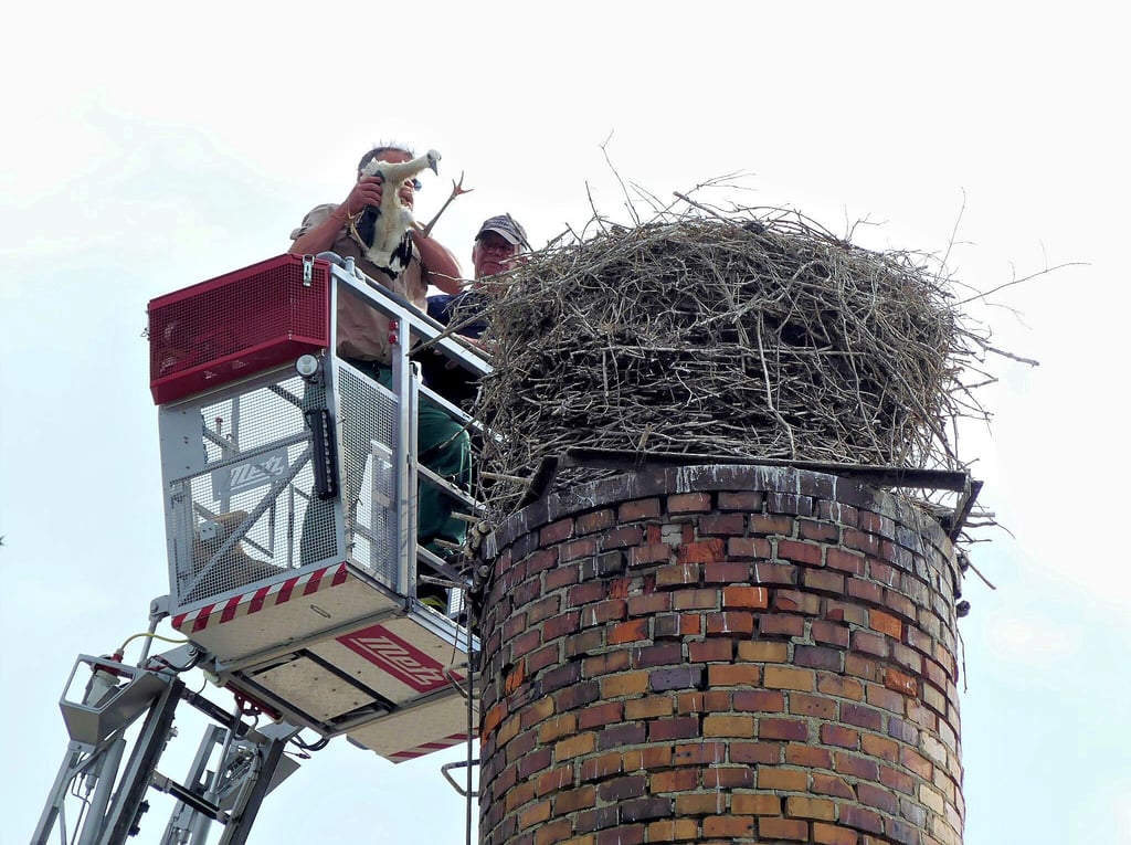 Ganz vorsichtig steuerte Maschinist Dietmar Schäfer den Korb der Drehleiter an das Storchennest auf dem Schornstein heran.