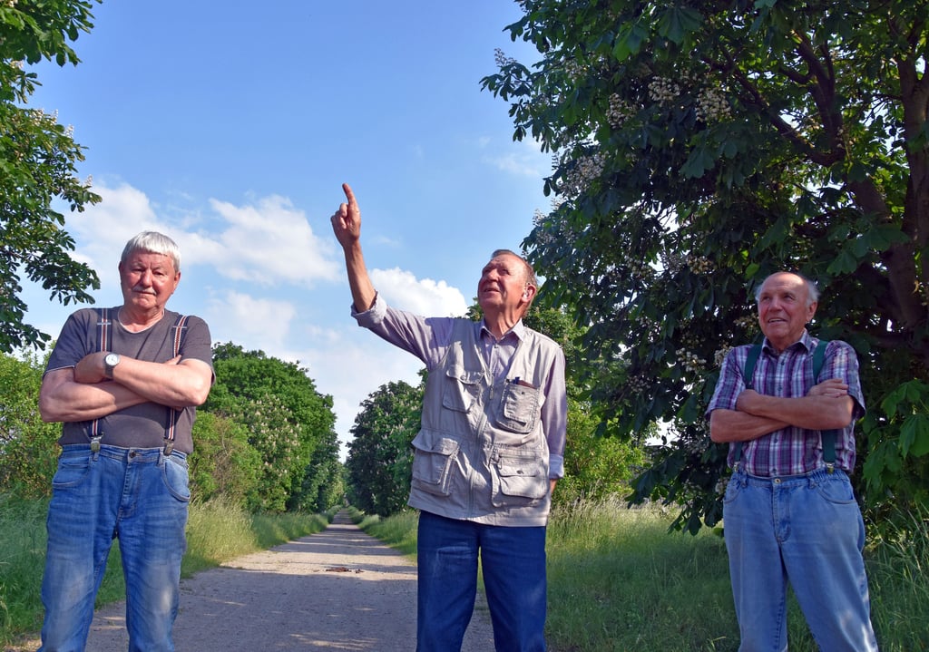 Harald Koch (von links), Rüdiger Otto und Wilhelm Behrens sind mächtig stolz auf die prächtige Kastanienallee, die von Rätzlingen als Verlängerung der Eickendorfer Straße in Richtung Wald führt.