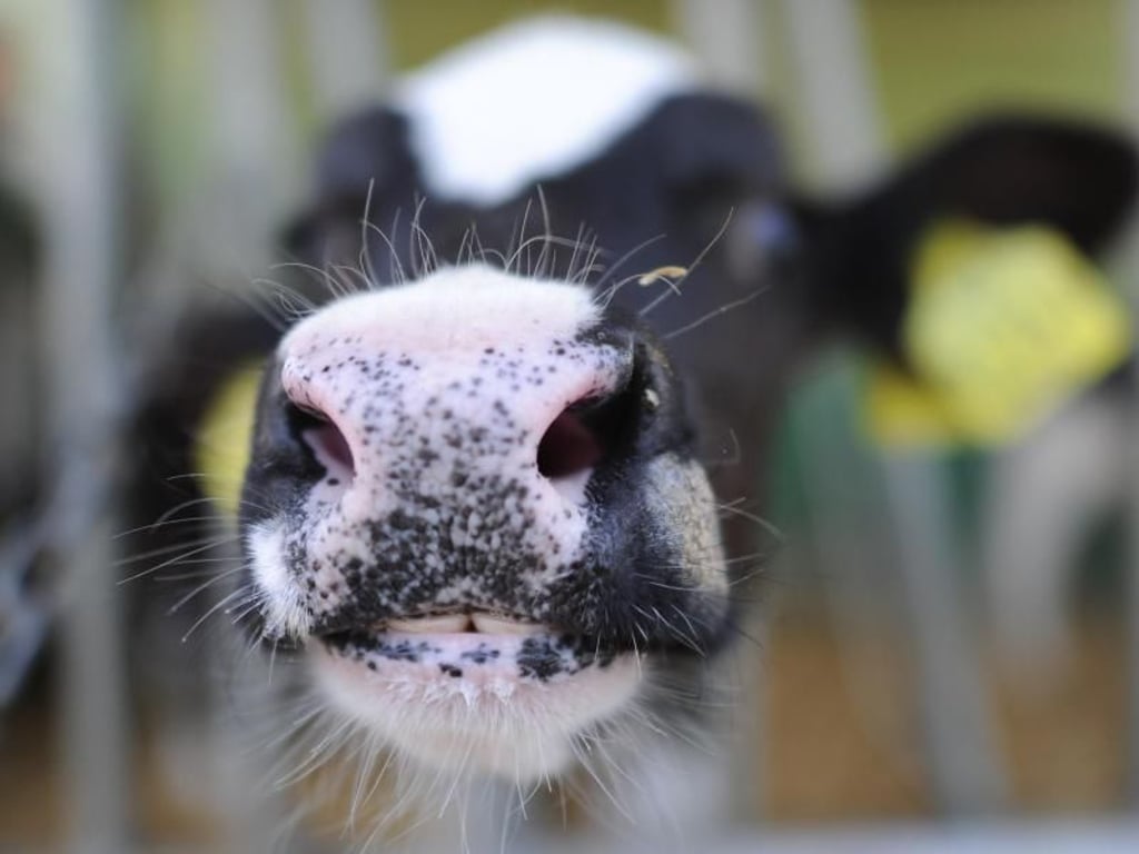 Ein Kalb schaut in einem Stall durch ein Gitter.
