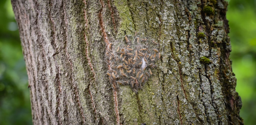 Ein Nest des Eichenprozessionsspinners.