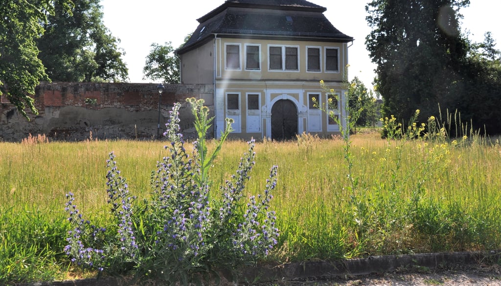 Im Zerbster Schlossgarten dürfen sich Disteln und andere Wiesenpflanzen derzeit blütenreich entfalten.