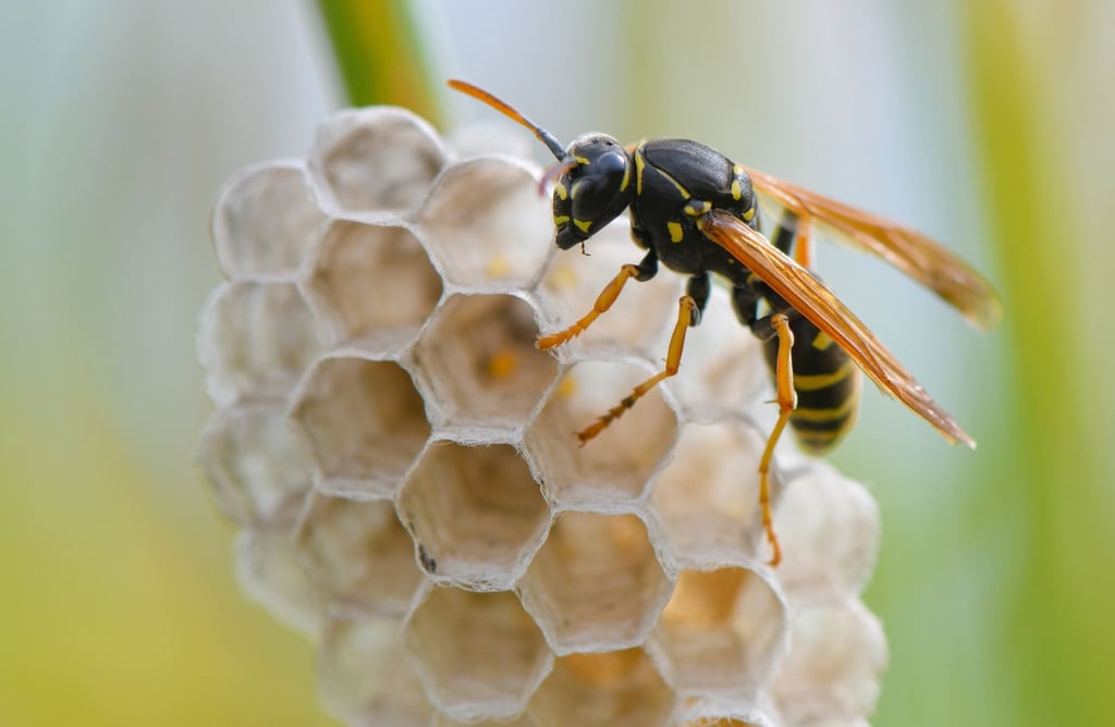 Eine Heide-Feldwespe (Polistes nimpha) hat Brutwaben an einem Grashalm auf einer Wiese gebaut.