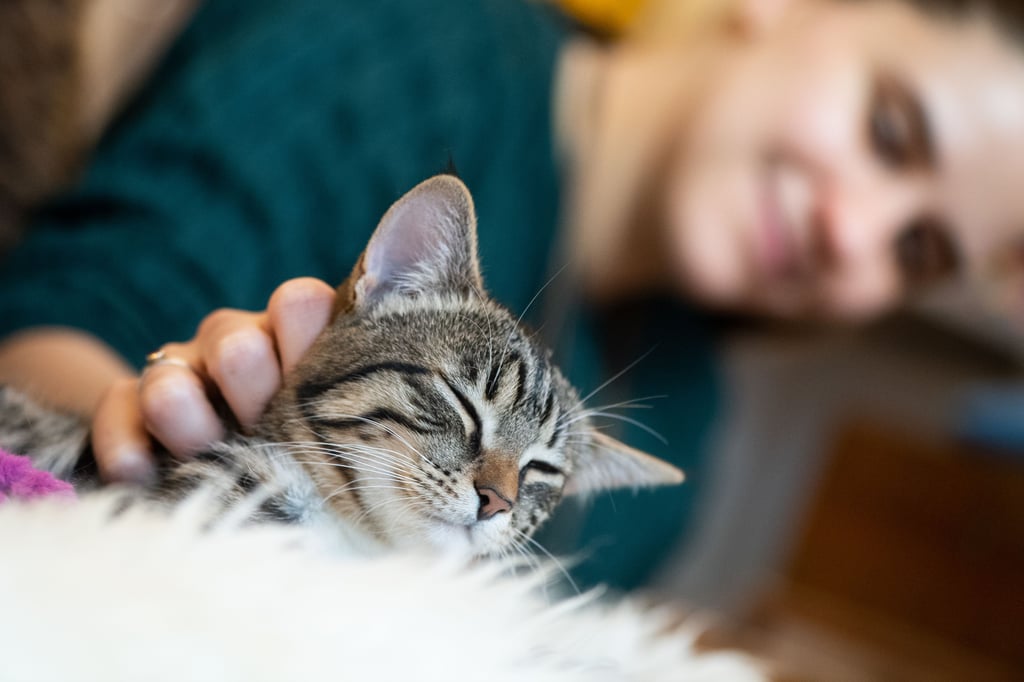 In Möser hat jemand eine Katze mit einer Armbrust beschossen.