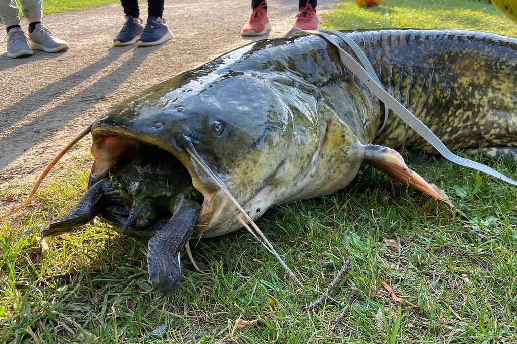 Eine Rotwangenschildkröte steckt im Maul eines Wels.