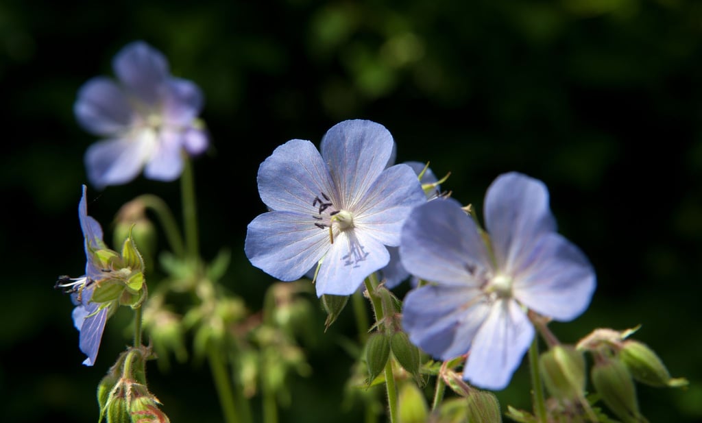 Der Wiesen-Storchschnabel (Geranium pratense) ist eine Sommerblume, die man im Garten ansiedeln kann - vor allem aber findet man sie auf Wiesen.