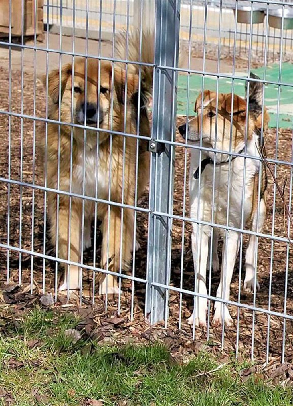 Auch die neun Hunde der Halterin wurden von der Behörde in Obhut genommen.