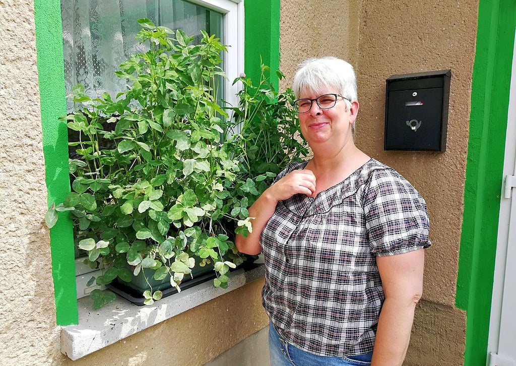 Vor der Kleestube blüht es zum 170. Kleefest. Doris Schmelzer hat den Klee rechtzeitig gesät und an trockenen Tagen gegossen.
