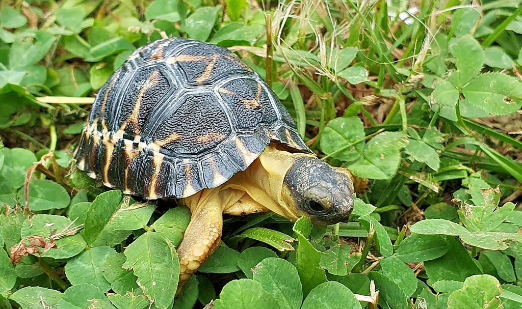 Eine kleine Strahlenschildkröte, geboren im Zoo Magdeburg.