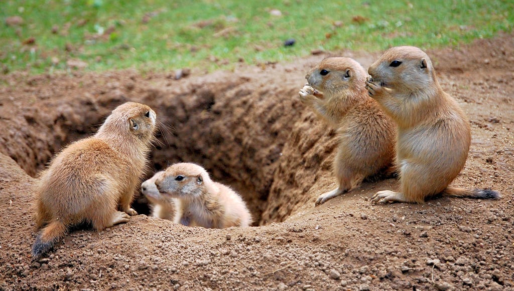 Neugierig schauen die jungen Schwarzschwanz-Präriehunde im Zoo Magdeburg aus ihrem Erdloch. In ein paar Wochen soll der Nachwuchs umgesiedelt werden.