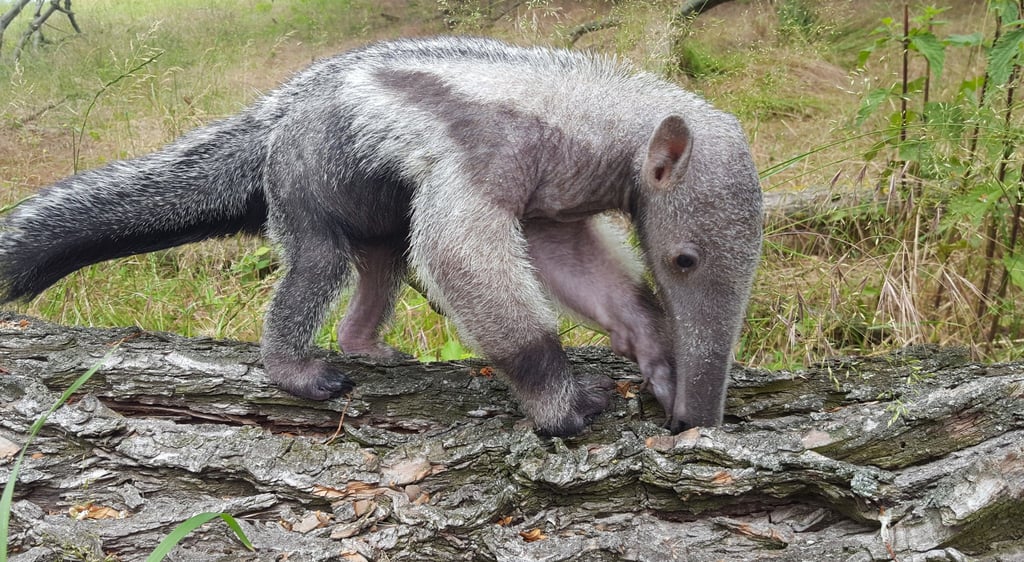 Dem kleinen Großen Ameisenbär-Baby im Magdeburger Zoo geht es besser.