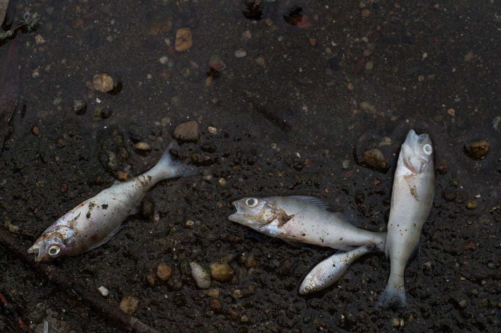 Verendete Fische liegen an einem Ufer. Symbolfoto: Klaus-Dietmar Gabbert/dpa-Zentralbild/ZB/Archivbild