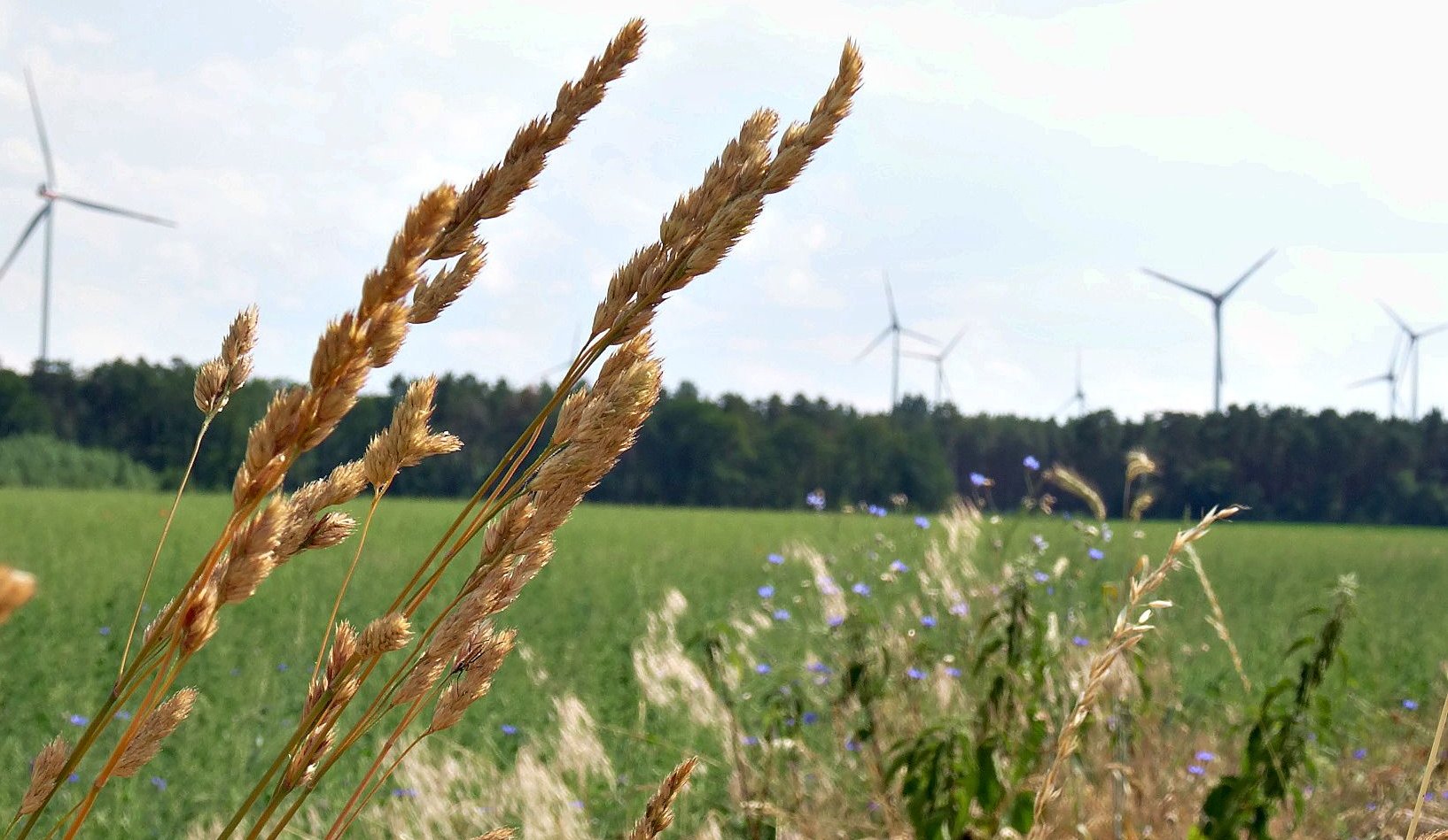 Der Kiefernforst Bürgertannen zwischen Osterburg und Storbeck wird vermutlich doch nicht gefällt. Das A-14-Gewerbegebiet soll nun auf der anderen Straßenseite entstehen.