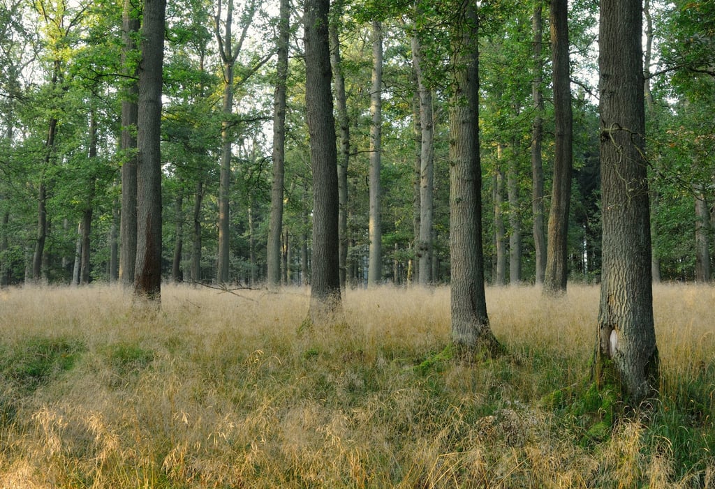 Symbolbild - Wald