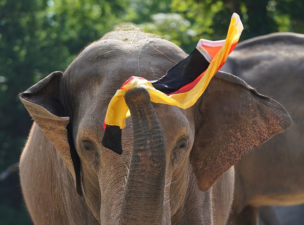 Geht es nach Elefantenkuh Yashoda, zieht die DFB-Elf ins EM-Viertelfinale ein.