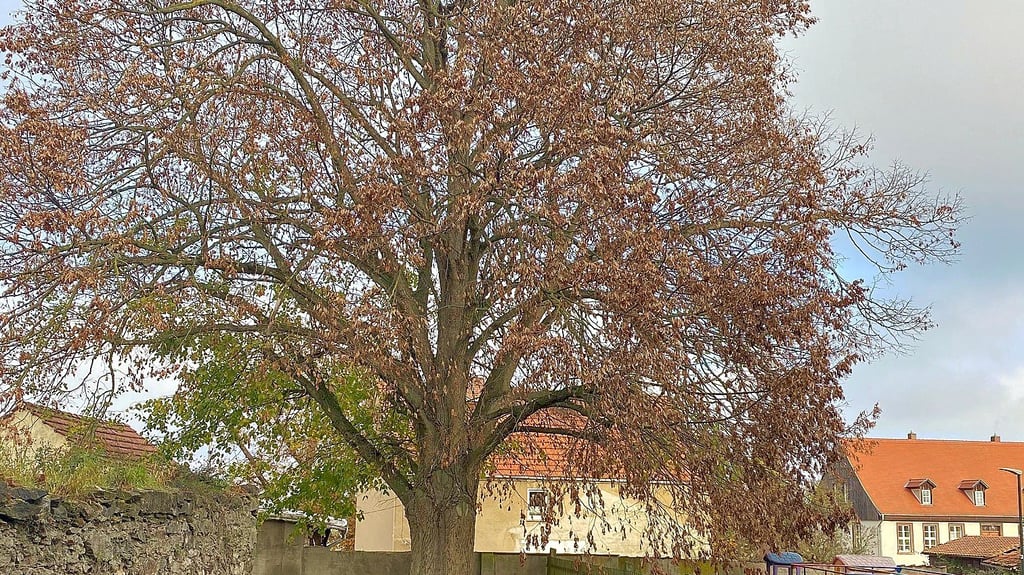 Es ist ein Drama: Die einst so stattliche Linde hat braune Blätter.
