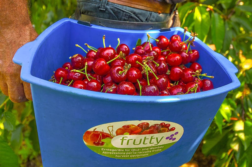 Die reifen Früchte sind von tiefem Rot.